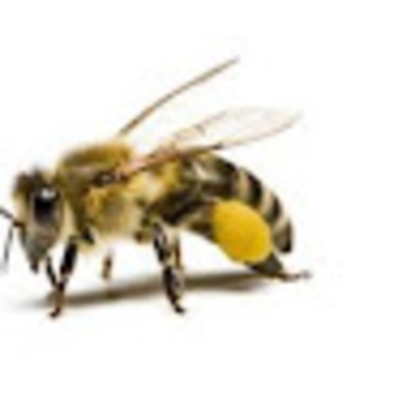 c_bees
